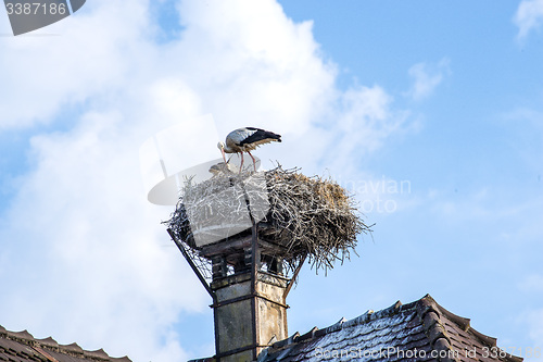 Image of stork in a nest