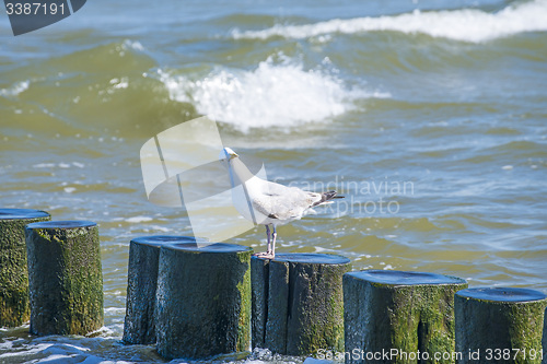 Image of Groins in the Baltic Sea with gulls