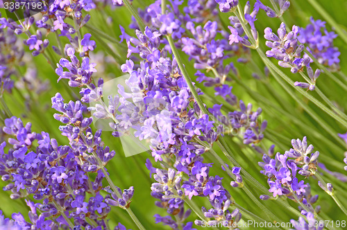 Image of Lavender with blurred background