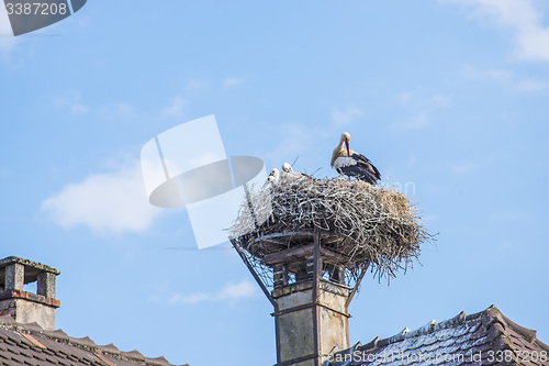 Image of storks in a nest