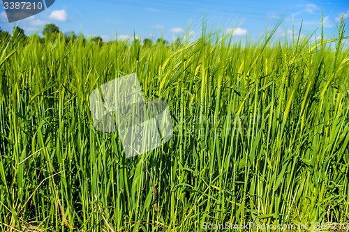 Image of barley, field with growing plants