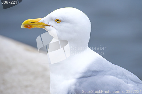 Image of Herring gull, Larus fuscus L.