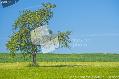 Image of tree on a green meadow with a blue sky