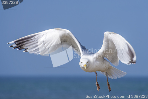 Image of Herring gull, Larus fuscus L. flying