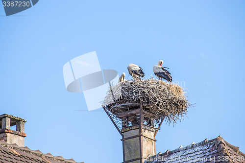 Image of stork in a nest