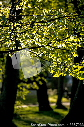 Image of leaves in backlight