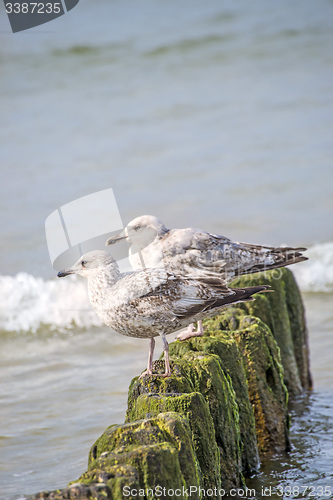 Image of Herring gull, Larus fuscus L. young birds