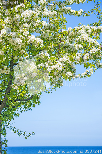 Image of Tree at the Baltic Sea