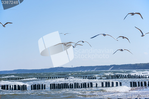 Image of Groins in the Baltic Sea with gulls