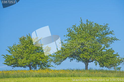 Image of tree on a green meadow with a blue sky