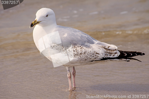 Image of Herring gull on a beach of the Baltic Sea