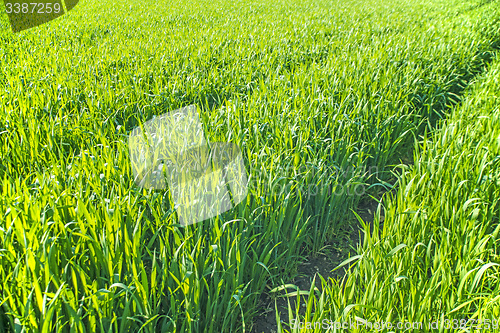 Image of corn seedlings