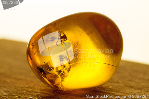 Image of Amber with embedded insect