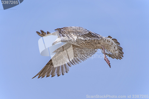 Image of Herring gull, Larus fuscus L. flying