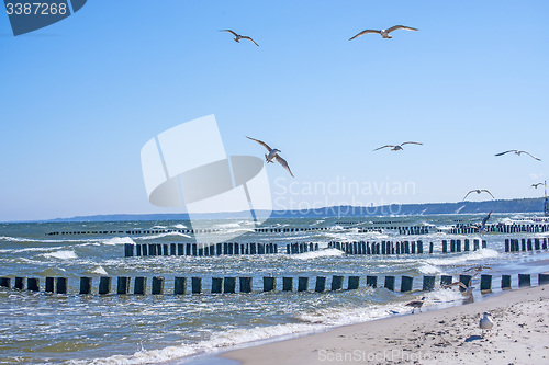 Image of Groins in the Baltic Sea with gulls