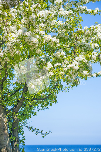 Image of Tree at the Baltic Sea