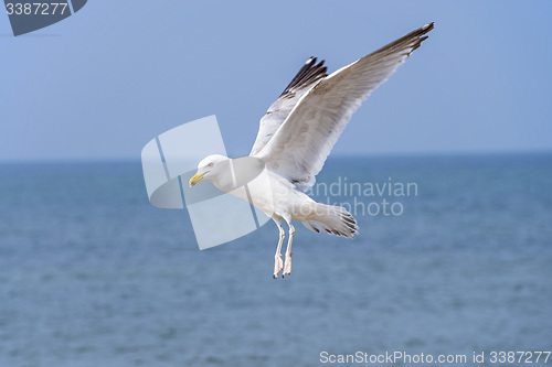 Image of Herring gull, Larus fuscus L. flying