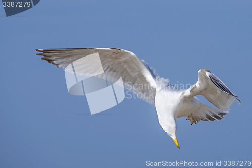 Image of Herring gull, Larus fuscus L. flying