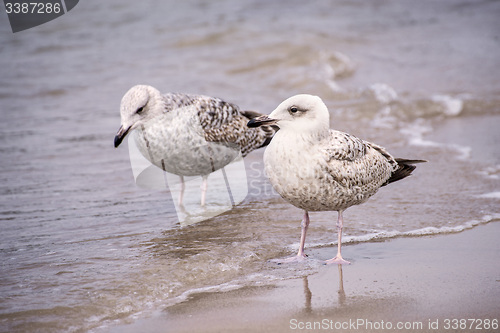 Image of Herring gull, Larus fuscus L. young birds