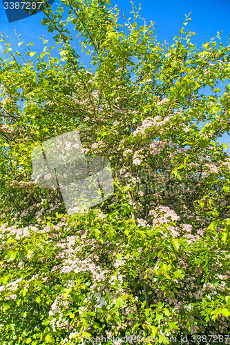 Image of Hawthorn flower