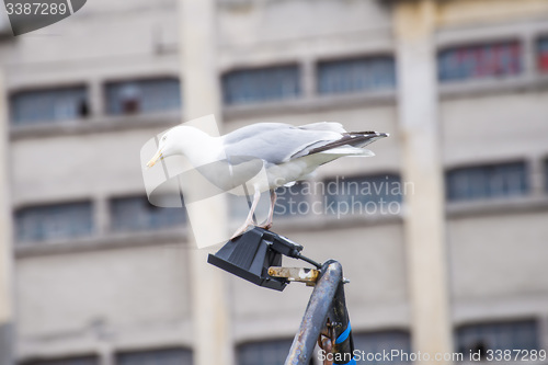 Image of Herring gull, Larus fuscus L.