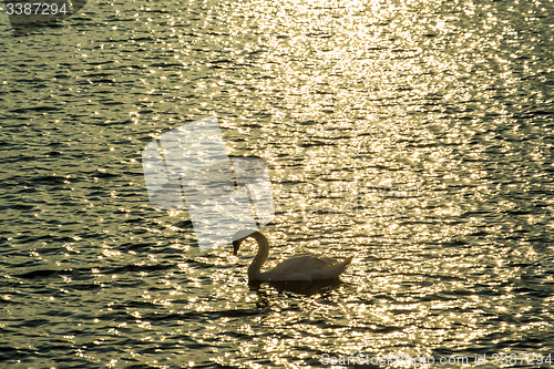 Image of Swan swimming in the Baltic Sea during sunrise