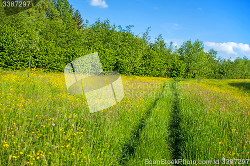 Image of meadow in spring with blue sky and high grass