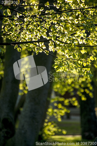 Image of leaves in backlight