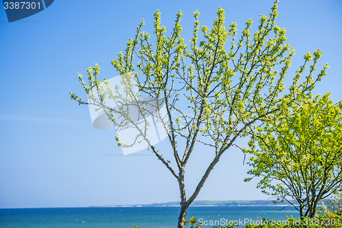 Image of Trees at the Baltic Sea