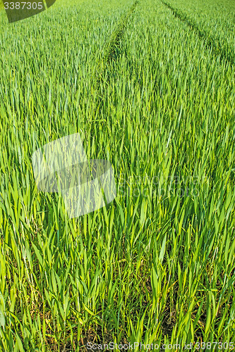 Image of corn seedlings