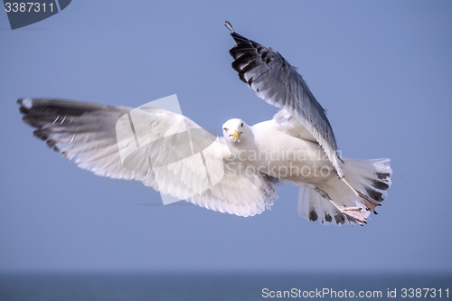 Image of Herring gull, Larus fuscus L. flying