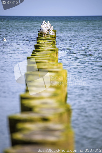 Image of Groins in the Baltic Sea with gulls