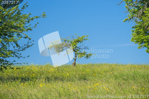 Image of tree on a green meadow with a blue sky