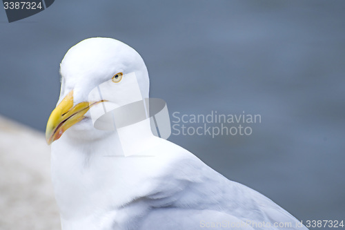 Image of Herring gull, Larus fuscus L.