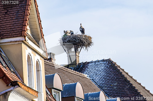 Image of stork in a nest