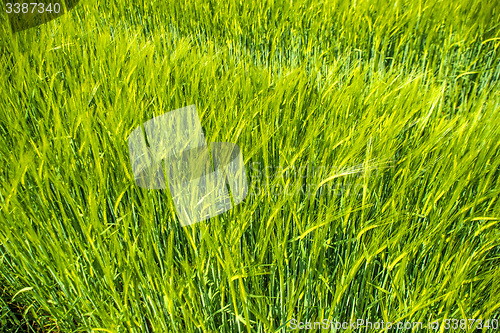 Image of barley, field with growing plants
