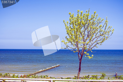 Image of Tree at the Baltic Sea