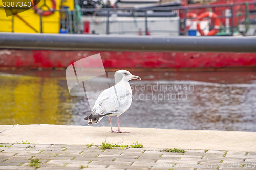 Image of Herring gull, Larus fuscus L. young bird