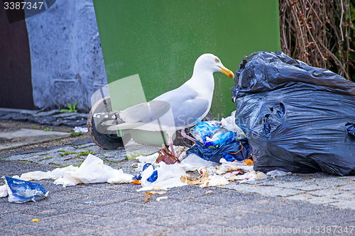 Image of Herring gull looking for waste