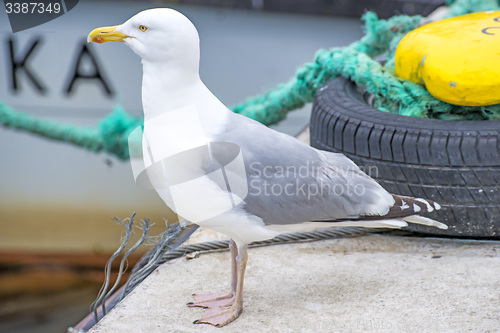 Image of Herring gull, Larus fuscus L.