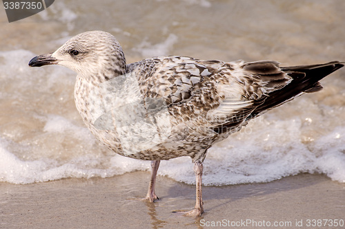 Image of Herring gull on a beach of the Baltic Sea