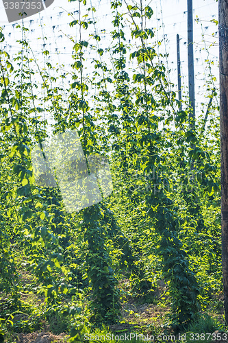 Image of Hop cultivation with green leaves