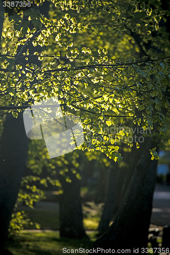 Image of leaves in backlight