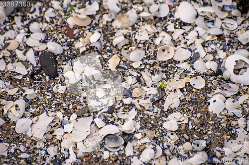 Image of heap of shells