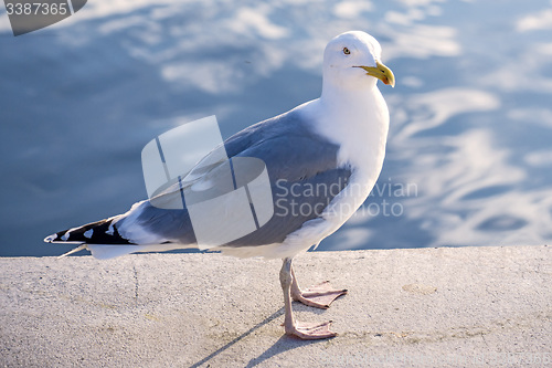 Image of Herring gull, Larus fuscus L.