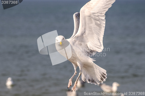 Image of Herring gull, Larus fuscus L. flying