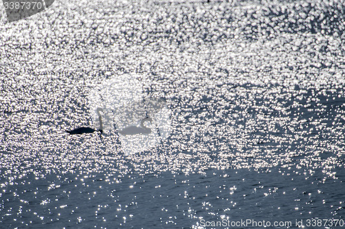 Image of Swan swimming in the Baltic Sea during sunrise