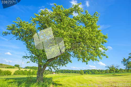 Image of tree in summertime