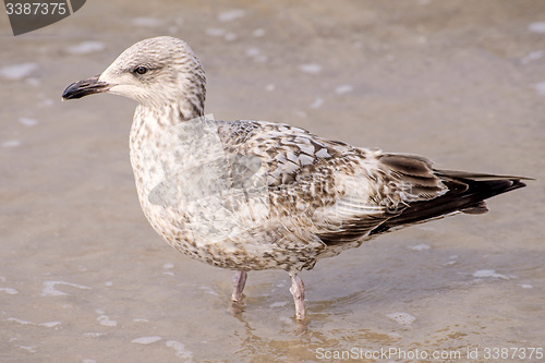 Image of Herring gull on a beach of the Baltic Sea