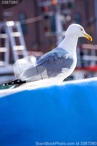 Image of Herring gull on a blue trawler